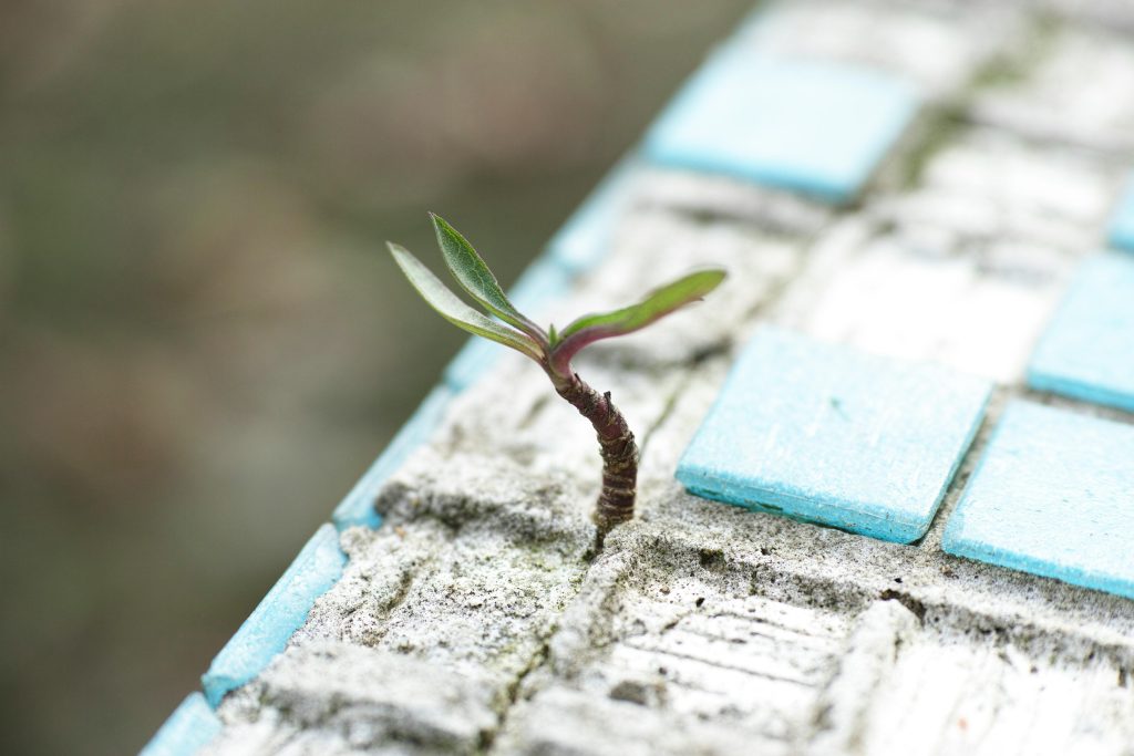 Small plant shoot growing up through concrete and tile.